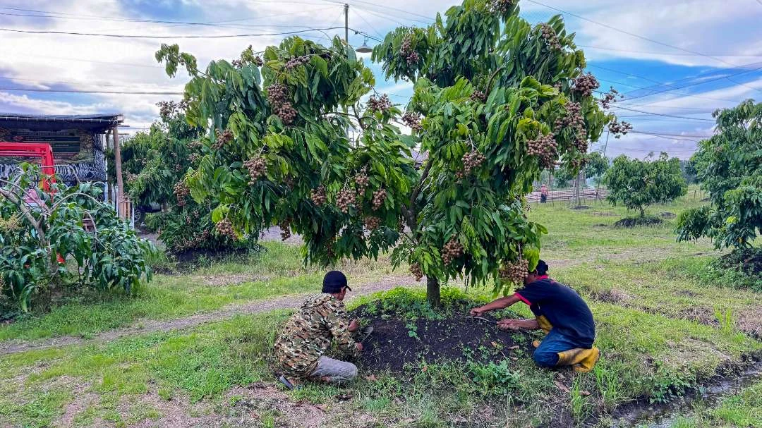 Melawan Stigma Lahan Basah, Yulianto Sukses Budidaya 1,2 Hektar Kebun Kelengkeng di Sidoarjo