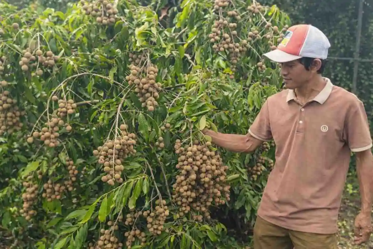 Kisah Yulianto Sulap Lahan Kritis di Sidoarjo Jadi Kebun Kelengkeng Beromzet Ratusan Juta
