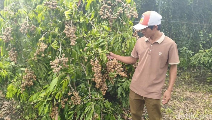 Wisata Petik Klengkeng Yulianto Garden Farm
