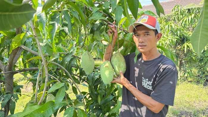 Usai Kelengkeng, Yulianto Kembangkan Kebun Mangga