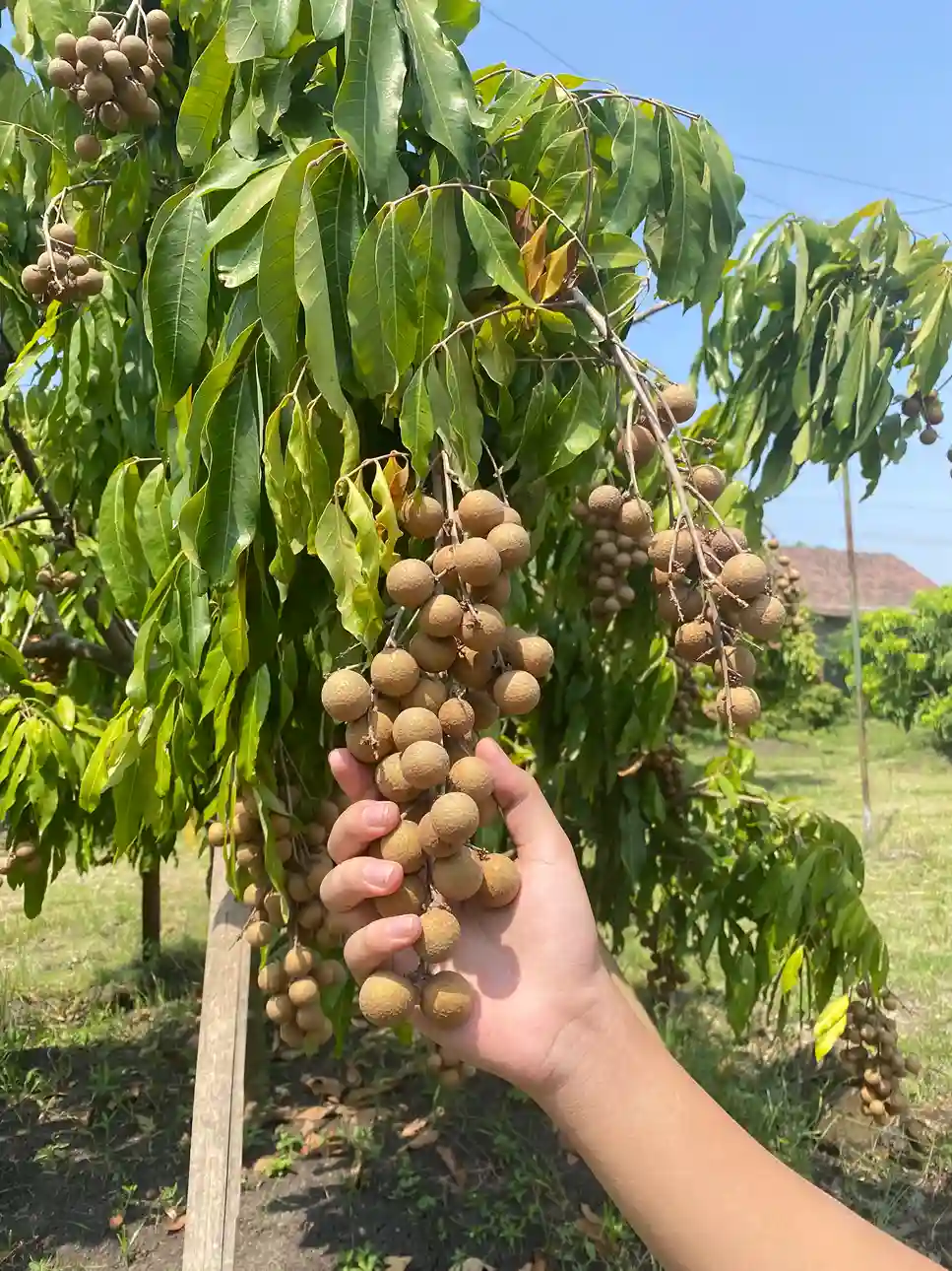 Wisata Petik Kelengkeng