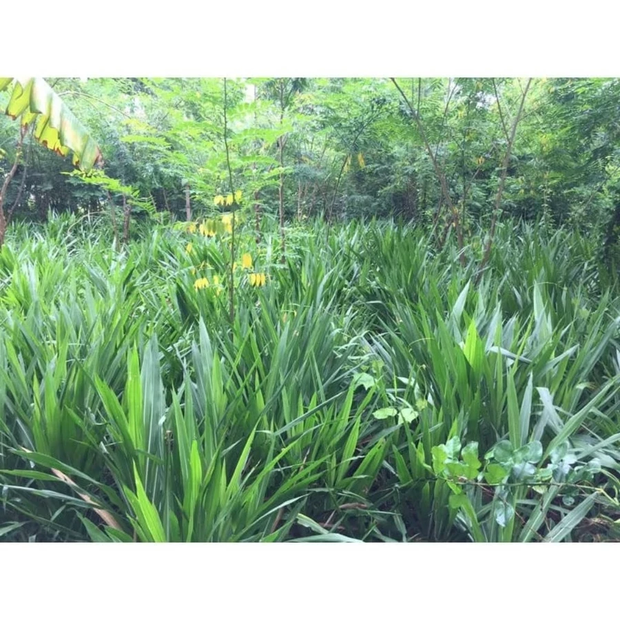 Rumput Odot Cacah Fresh